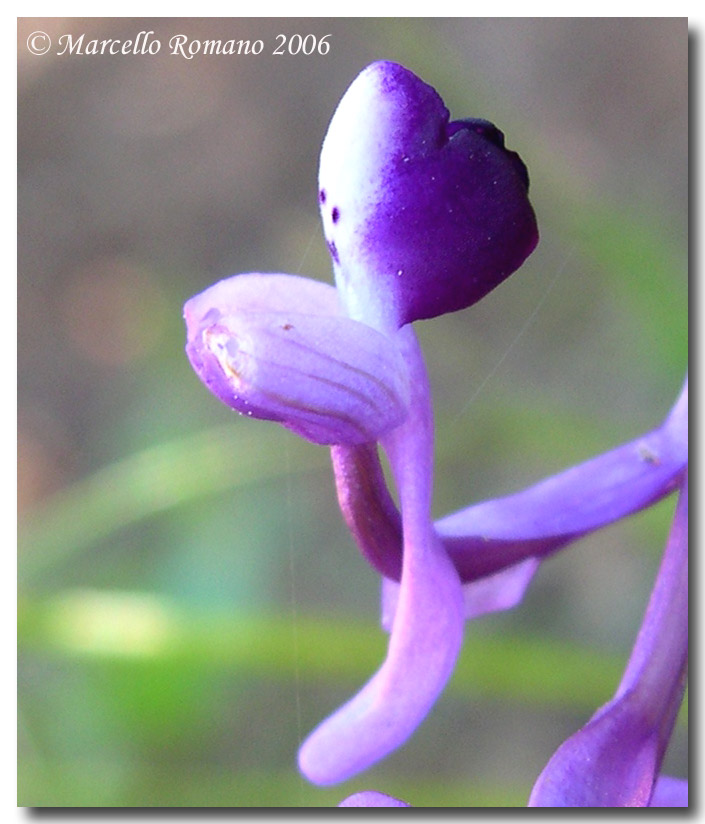 Anacamptis morio subsp. longicornu / Orchide cornuta